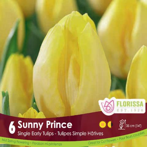 Tulip - Sunny Prince, 6 Pack