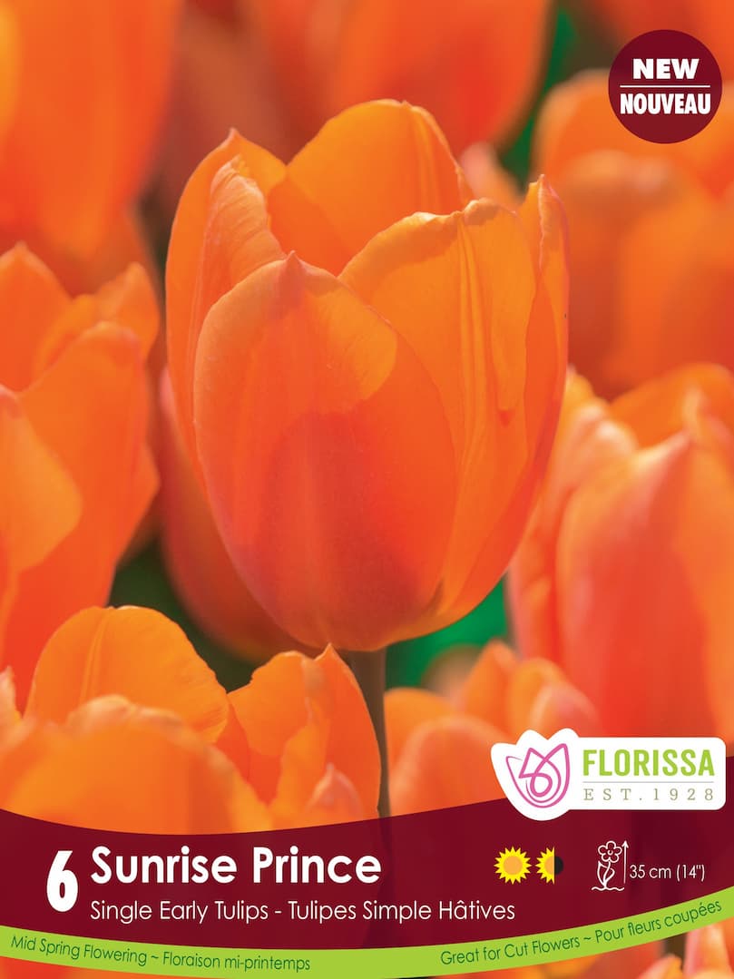 Tulip - Sunrise Prince, 6 Pack