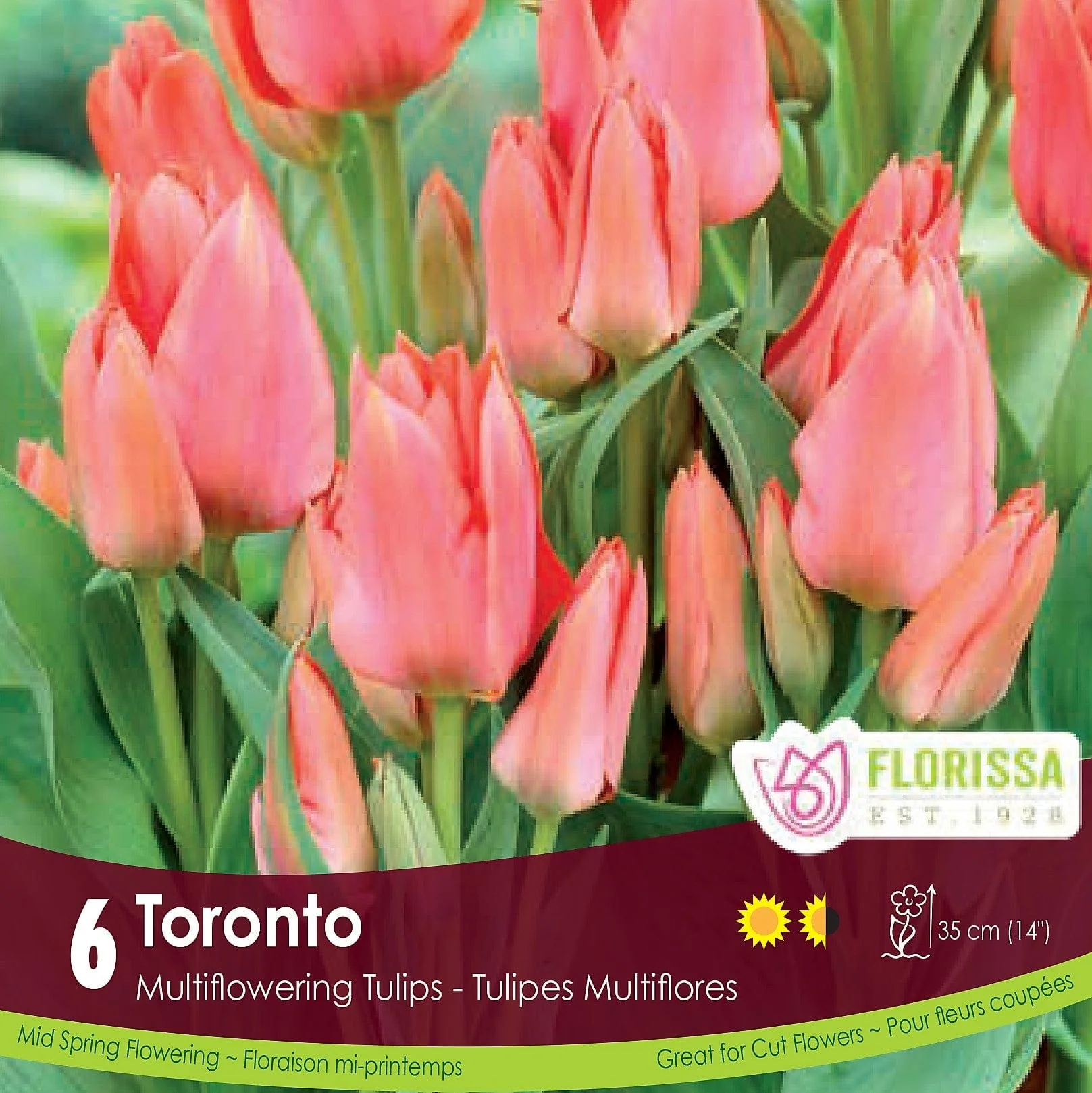 Tulip - Toronto, 6 Pack