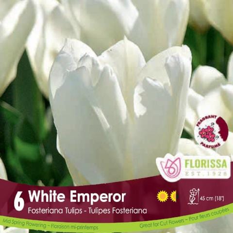 Tulip - White Emperor, 6 Pack
