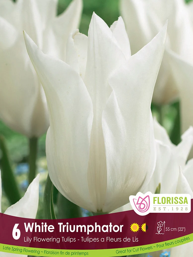 Tulip - White Triumphator, 6 Pack