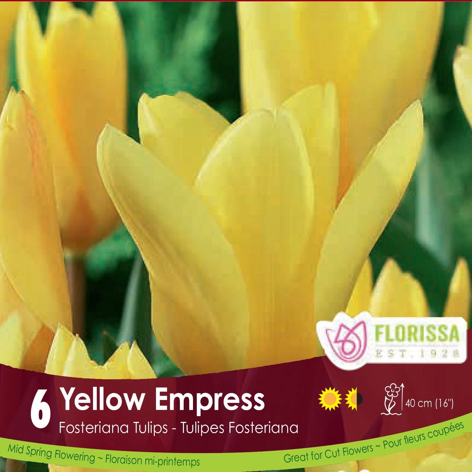 Tulip - Yellow Empress, 6 Pack