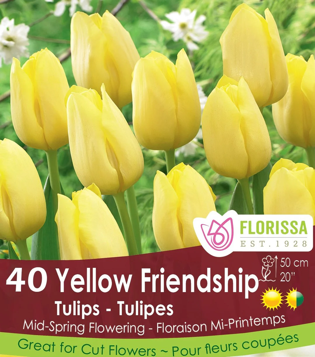 Tulip - Yellow Friendship - Mesh Bag, 40 Pack