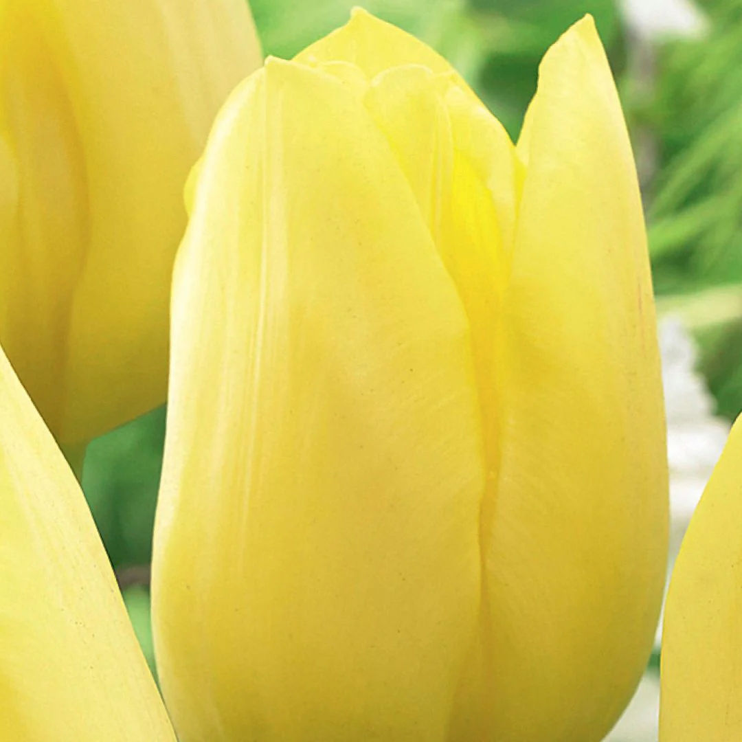 Tulip - Yellow Friendship - Mesh Bag, 40 Pack - Image 2