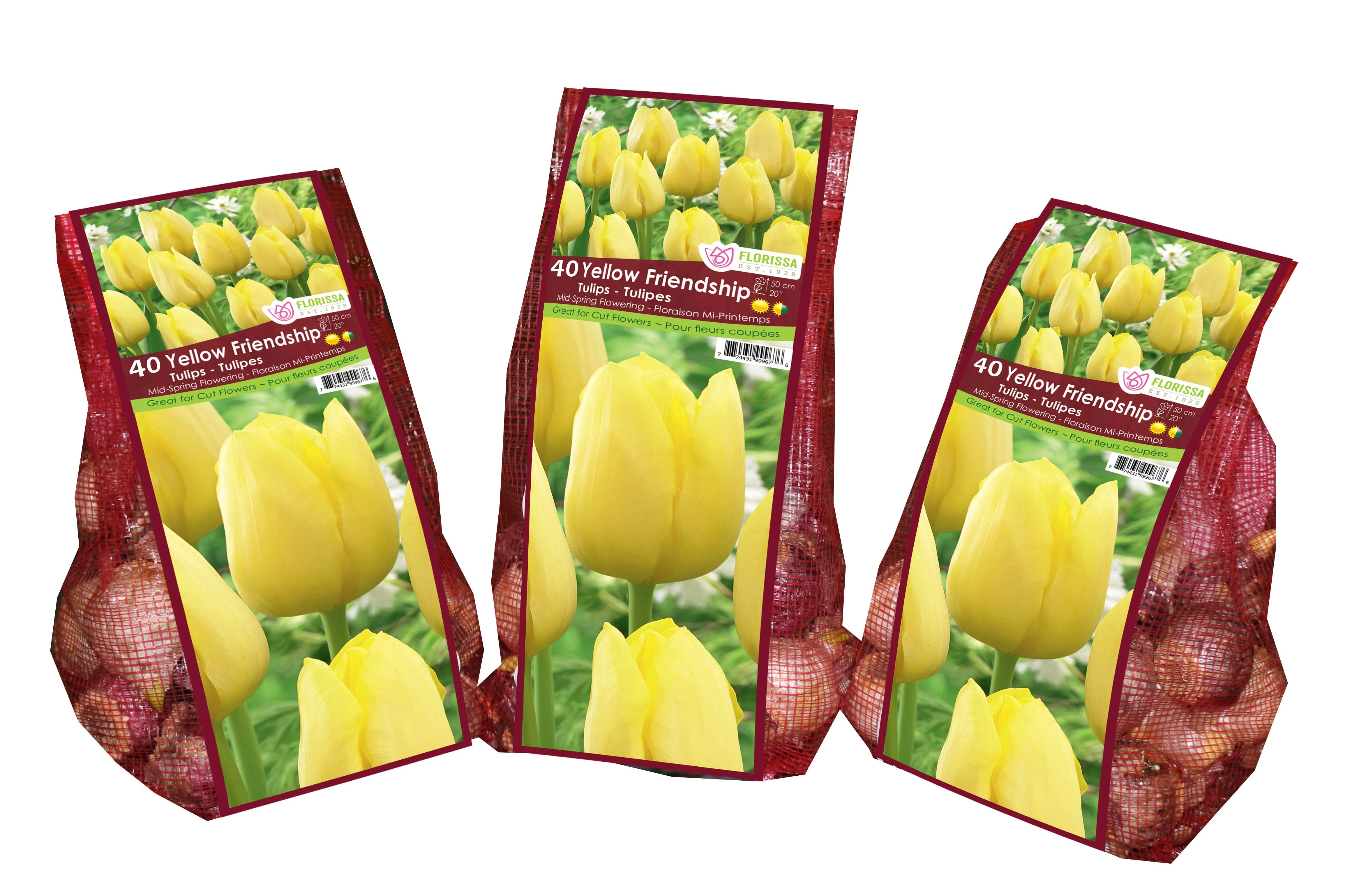 Tulip - Yellow Friendship - Mesh Bag, 40 Pack - Image 3