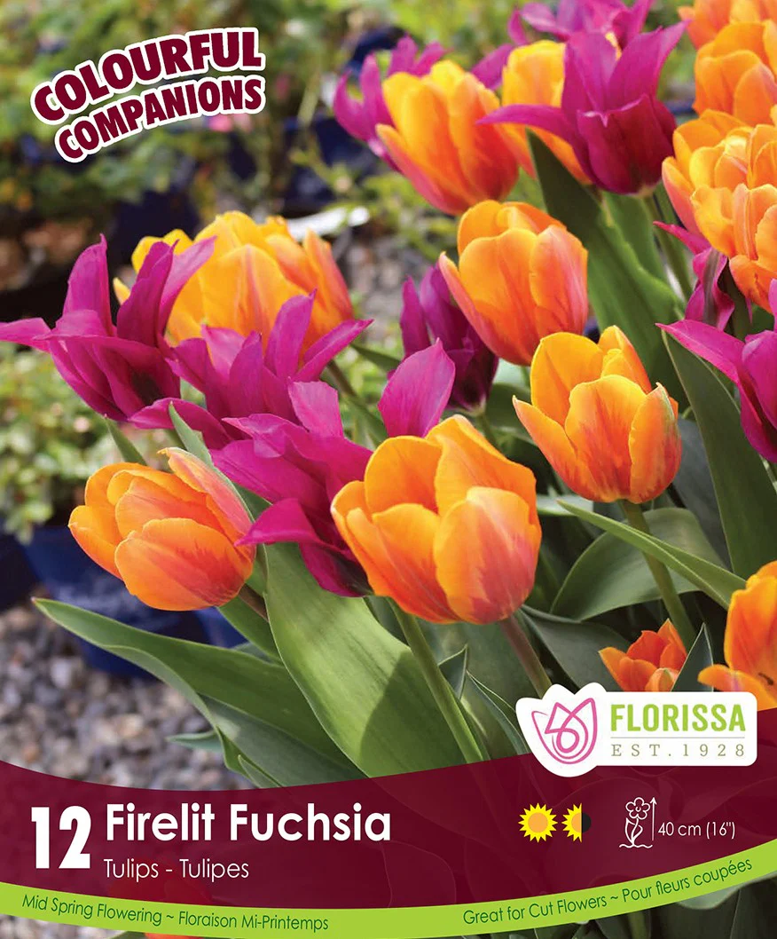 Tulips - Firelit Fuchsia, Colourful Companions, 12 Pack