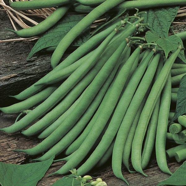 Bean Ferrari Bush - Mr. Fothergill's Seeds