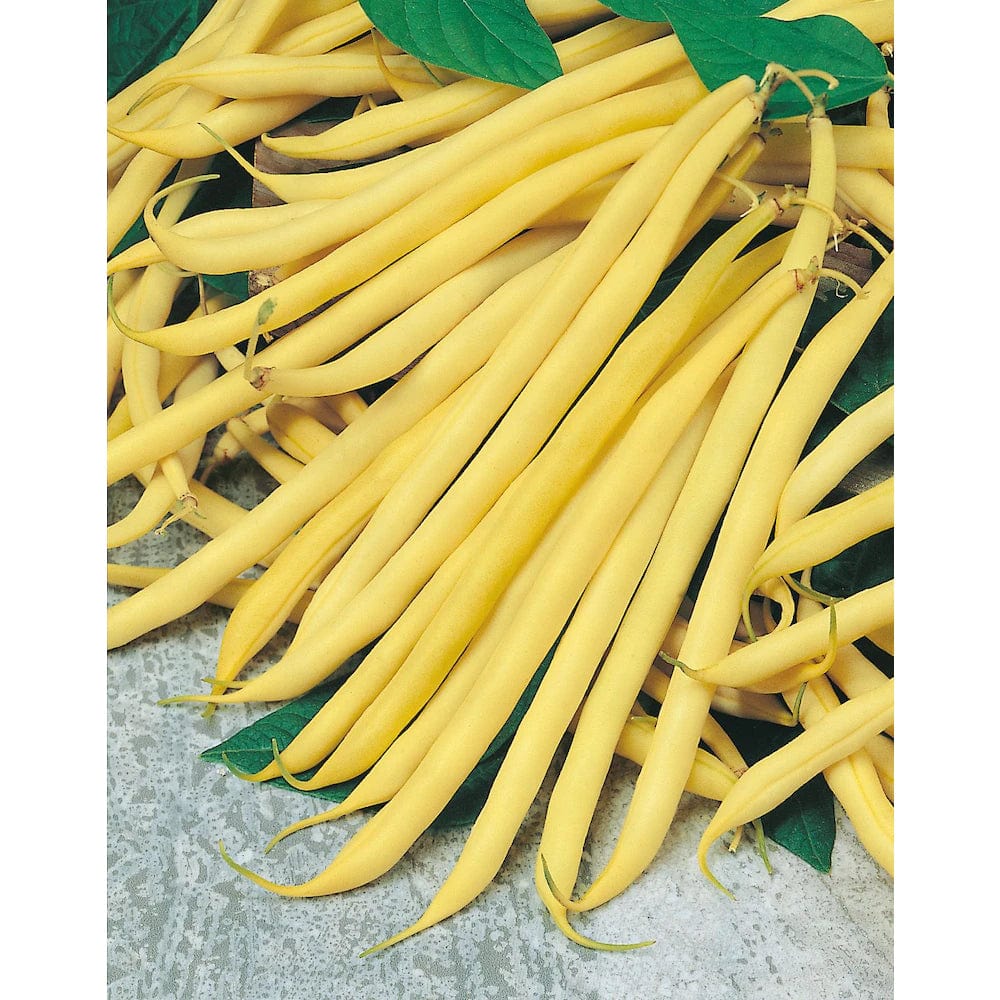 Bean Dwarf Golden Teepee Bush - Mr. Fothergill's Seeds