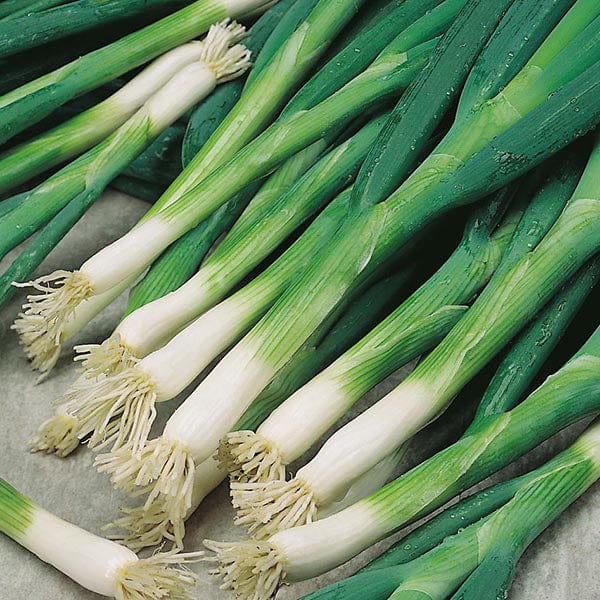 Onion (Spring) White Lisbon Evergreen Bunching - Mr. Fothergill's Seeds