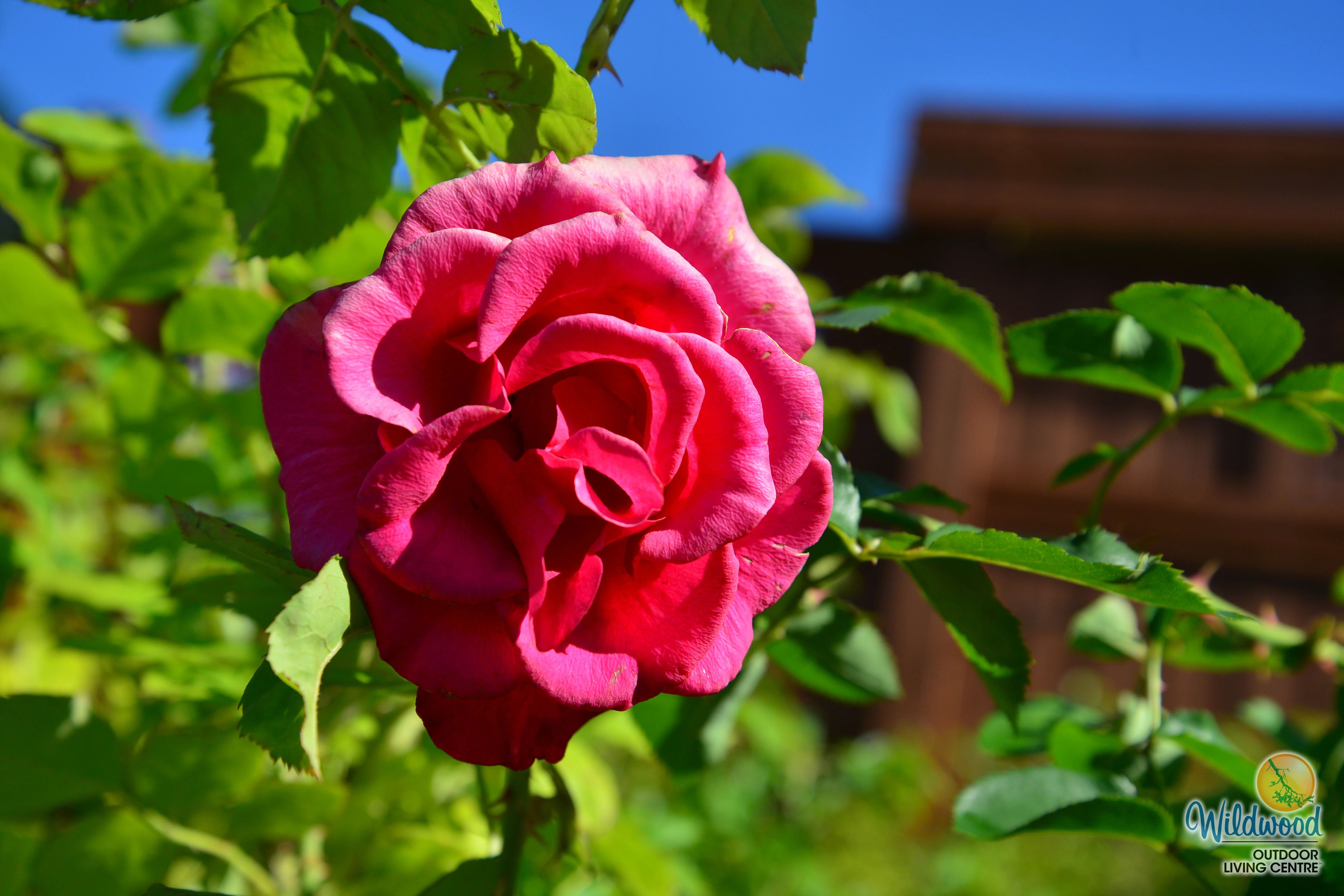 Uptown Girl - Weeks Rose - Image 2
