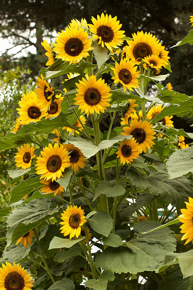 High Noon Long Lasting Sunflowers - Renee's Garden - Image 2