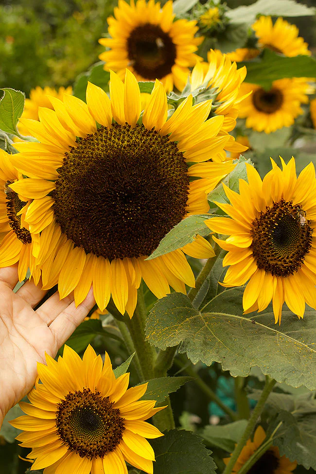 High Noon Long Lasting Sunflowers - Renee's Garden - Image 3
