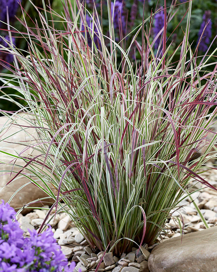 Schizachyrium - Chameleon, 1 Pack - Image 2