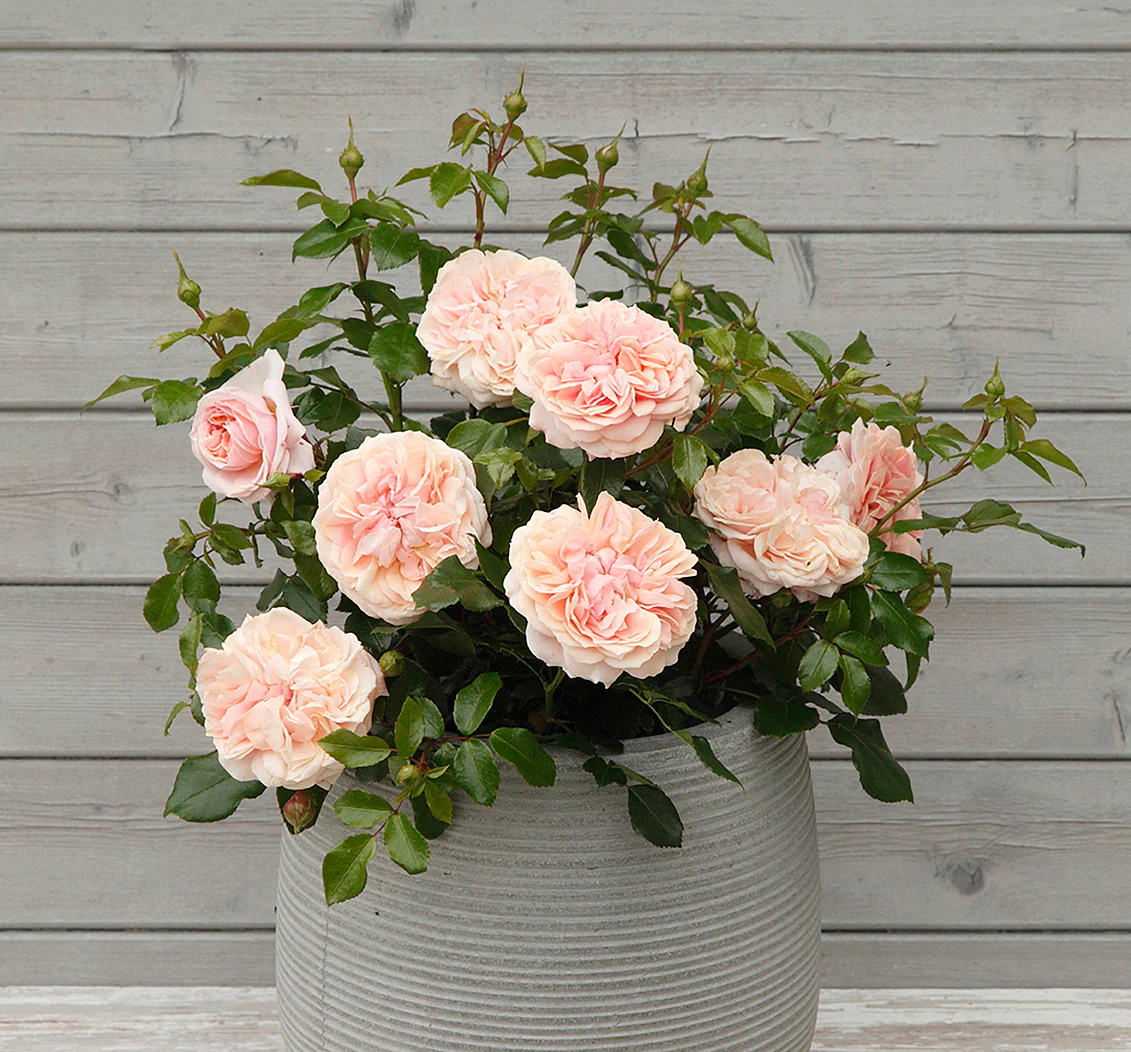 Veranda® Cream™ - Kordes® Roses - Image 2