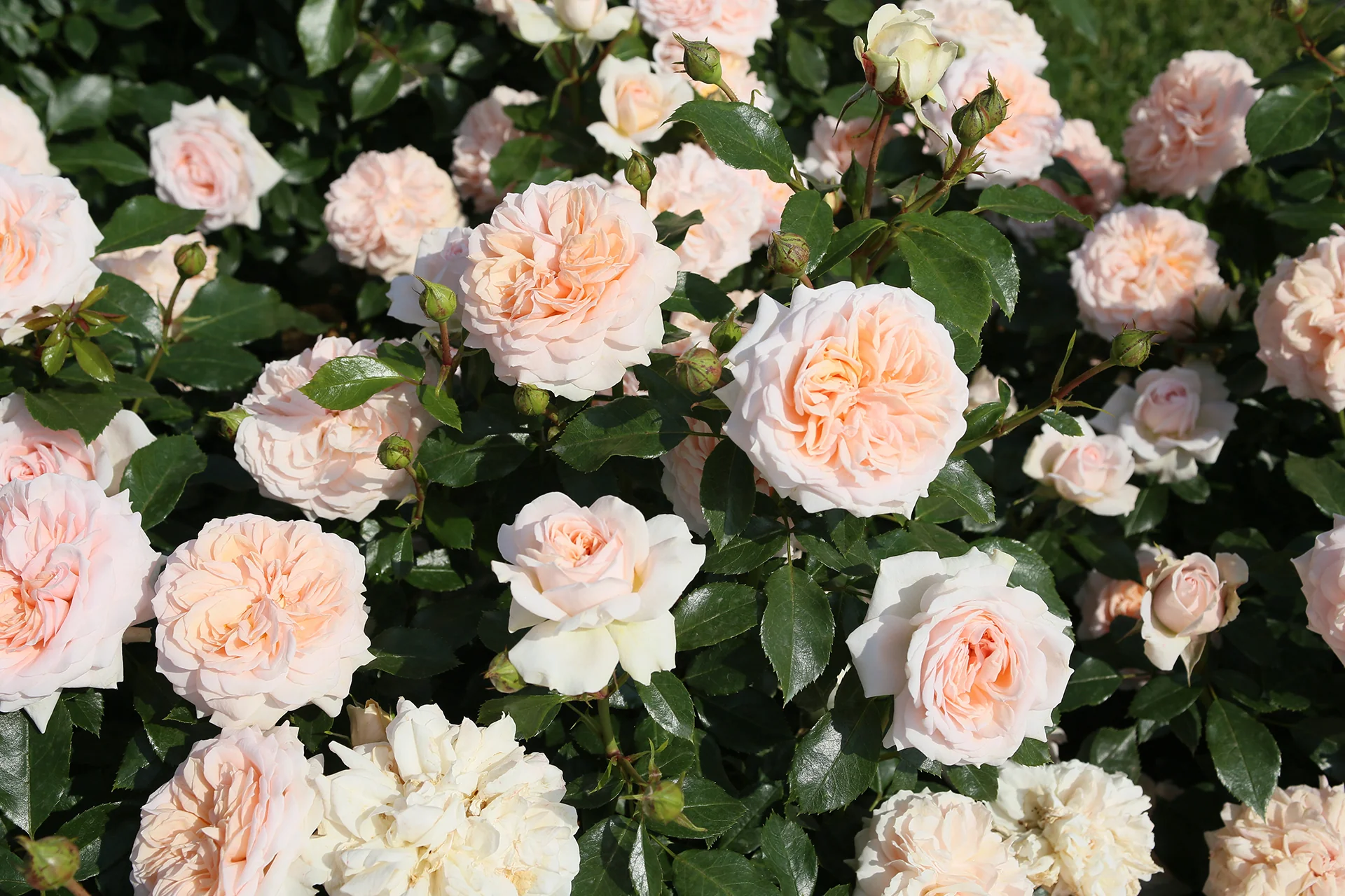 Veranda® Cream™ - Kordes® Roses - Image 3