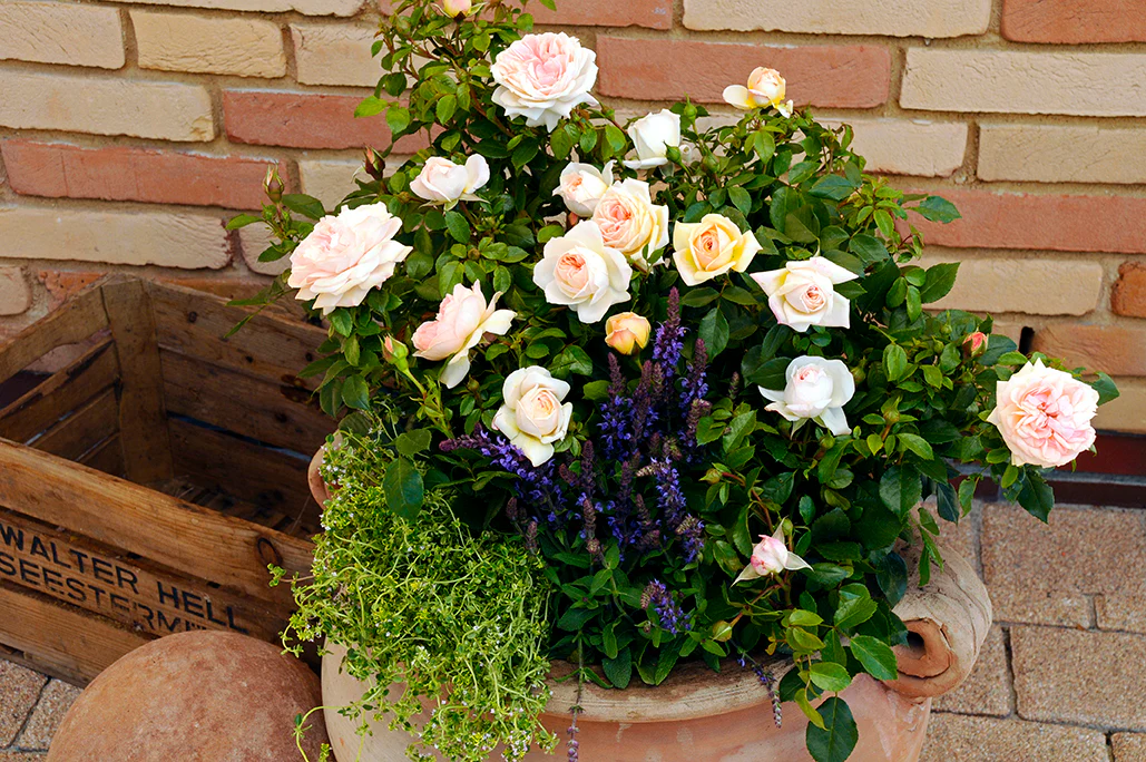 Veranda® Cream™ - Kordes® Roses - Image 4