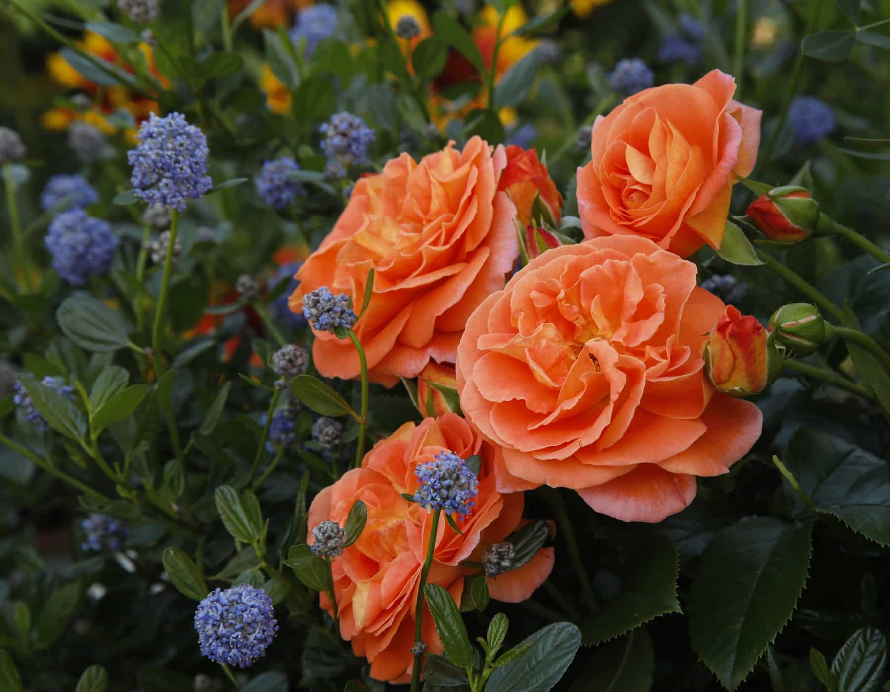 Veranda® Mango - Kordes® Roses - Image 2