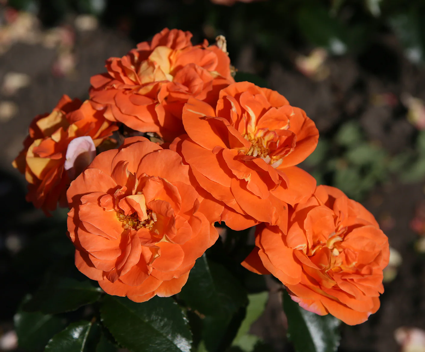 Veranda® Mango - Kordes® Roses - Image 3