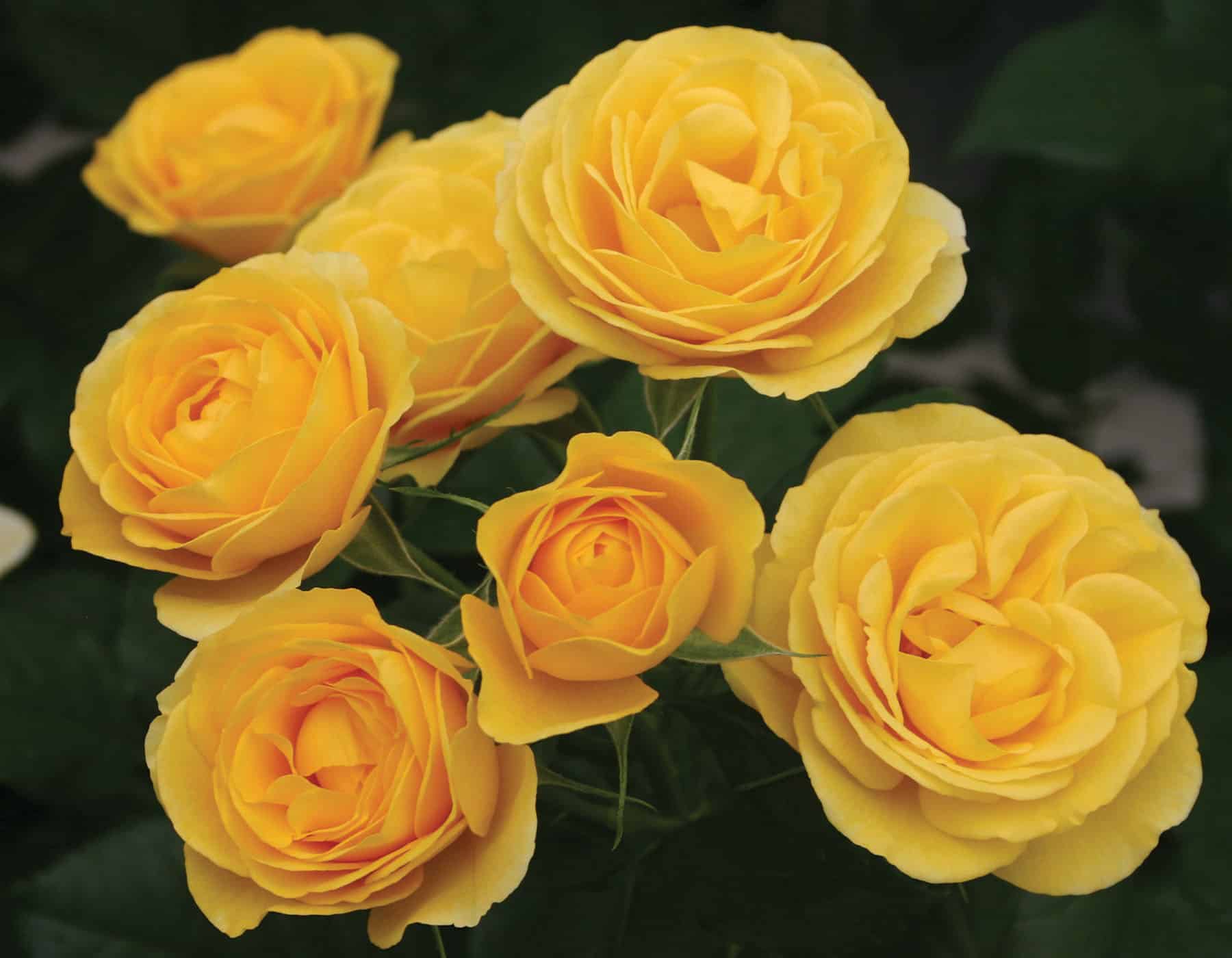 Veranda® Sunbeam™ - Kordes® Roses - Image 2