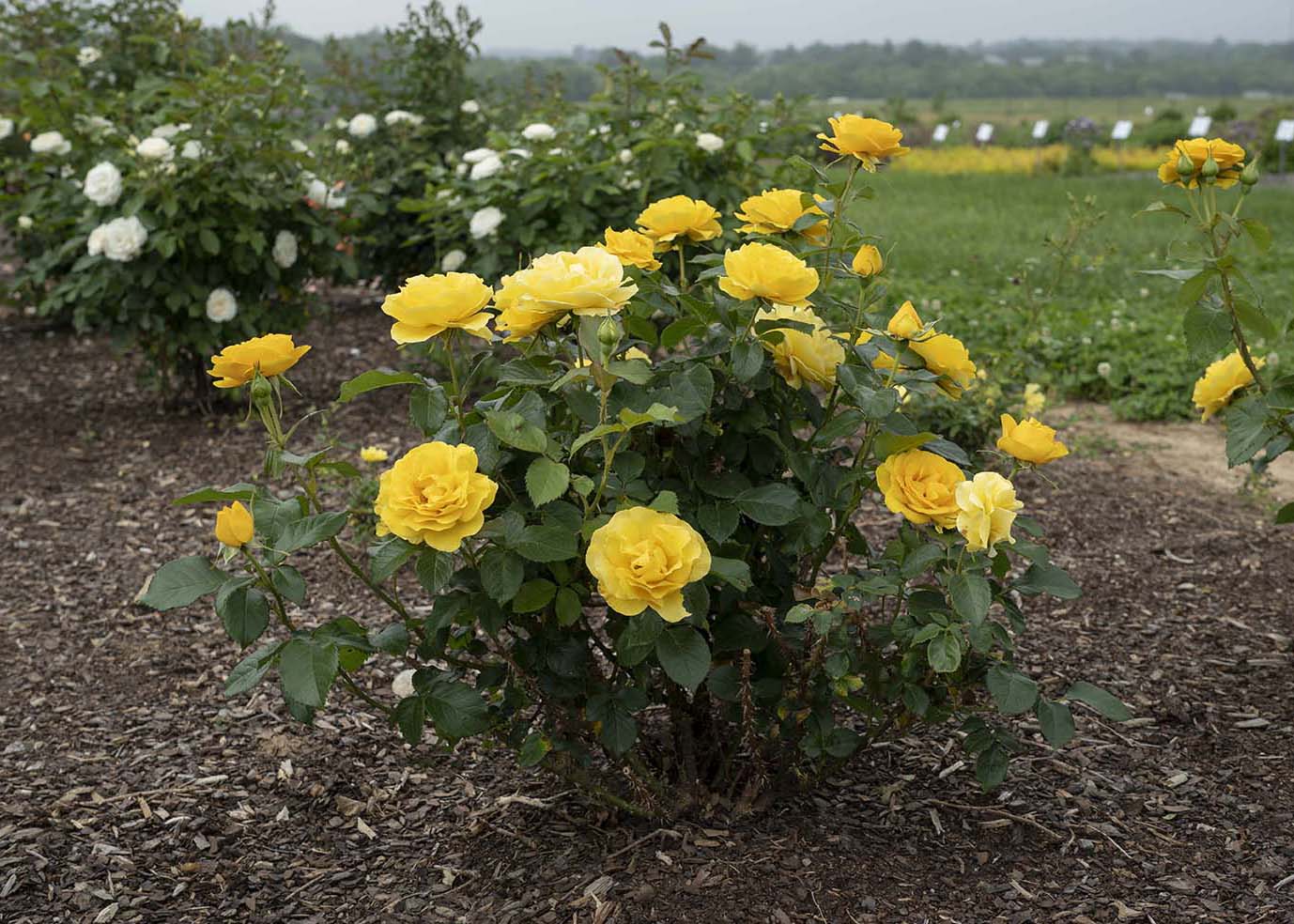 Veranda® Sunbeam™ - Kordes® Roses - Image 3