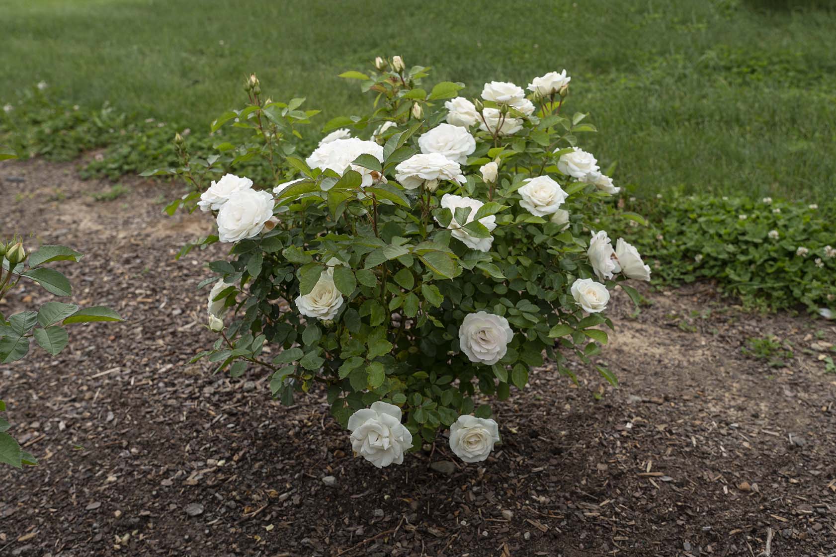 Veranda® White - Kordes® Roses - Image 2