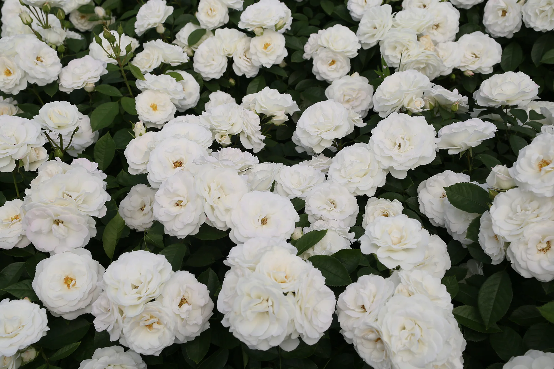 Veranda® White - Kordes® Roses - Image 3
