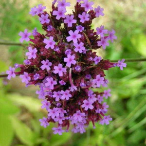 Verbena Bonariensis - Eagleridge Seeds