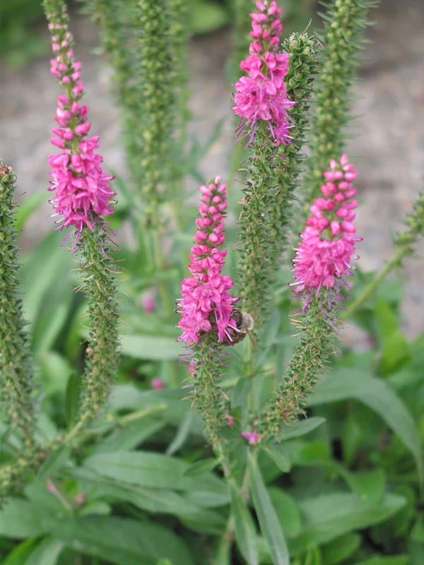 Speedwell - Red Fox, 1 Pack - Image 3