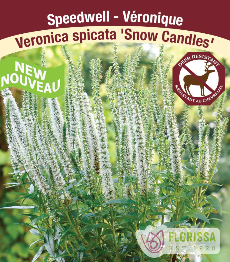 Speedwell - Snow Candles, 1 Pack