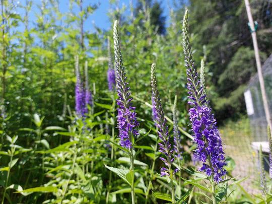 Veronica Spicata - Eagleridge Seeds