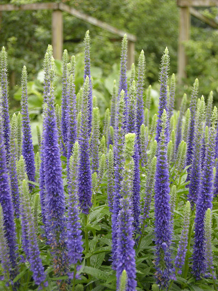 Speedwell - Sunny Border Blue, 1 Pack - Image 2