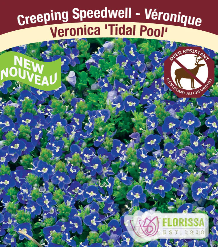 Speedwell - Tidal Pool, 1 Pack
