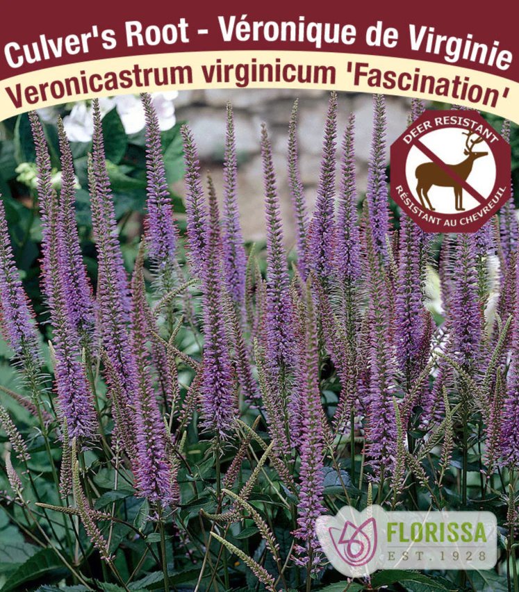 Veronicastrum - Fascination, 1 Pack