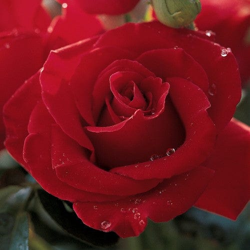 Veterans Honor - Weeks Rose