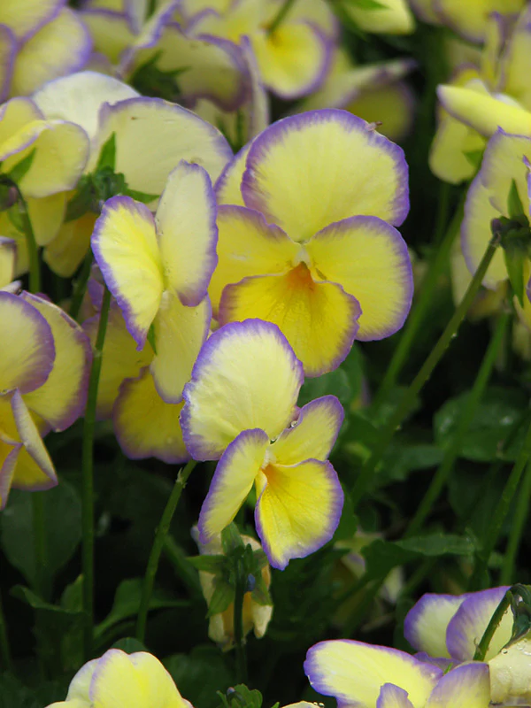 Viola - Etain, 1 Pack - Image 2