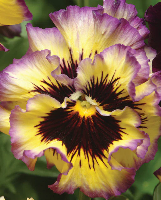 Viola Frizzle Sizzle Lemonberry - West Coast Seeds - Image 2