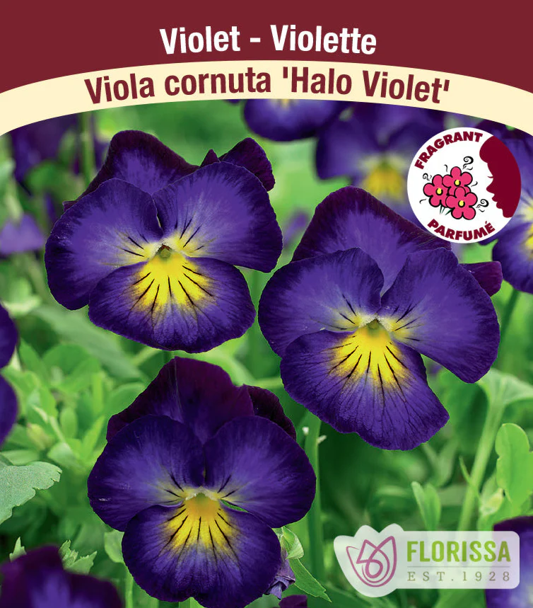 Viola - Halo Violet, 1 Pack