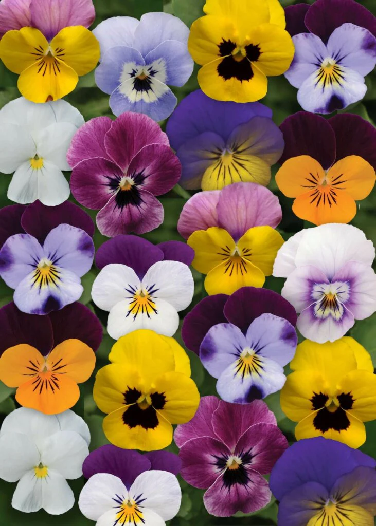 Viola Sorbet XP Select Spring Mix - Ontario Seed Company