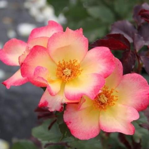 Watercolors Home Run - Weeks Rose - Image 2