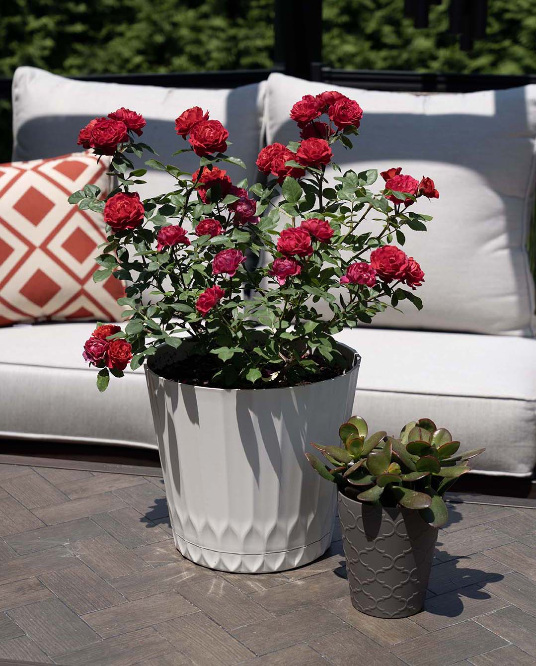 Sunblaze Watermelon  - Star Roses and Plants - Image 2