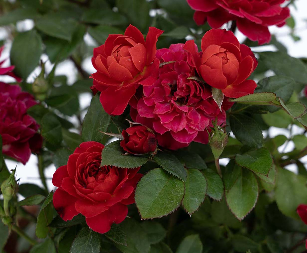 Sunblaze Watermelon  - Star Roses and Plants - Image 3