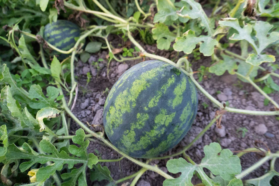 Watermelons Mini Mike - West Coast Seeds - Image 2