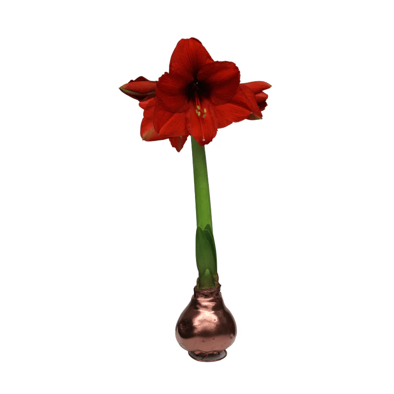 Amaryllis - Waxed Bulbs, Red Bloom - Image 2