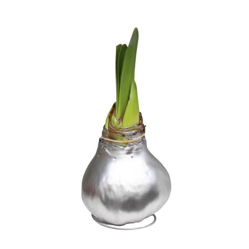 Amaryllis - Waxed Bulbs, Red Bloom - Image 3