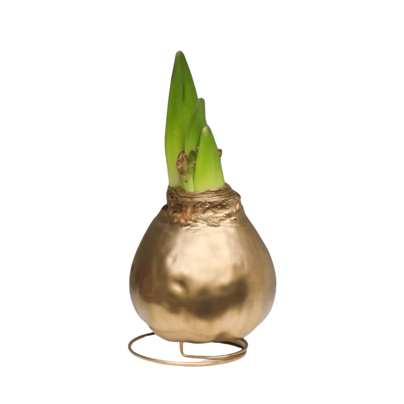 Amaryllis - Waxed Bulbs, Red Bloom - Image 4