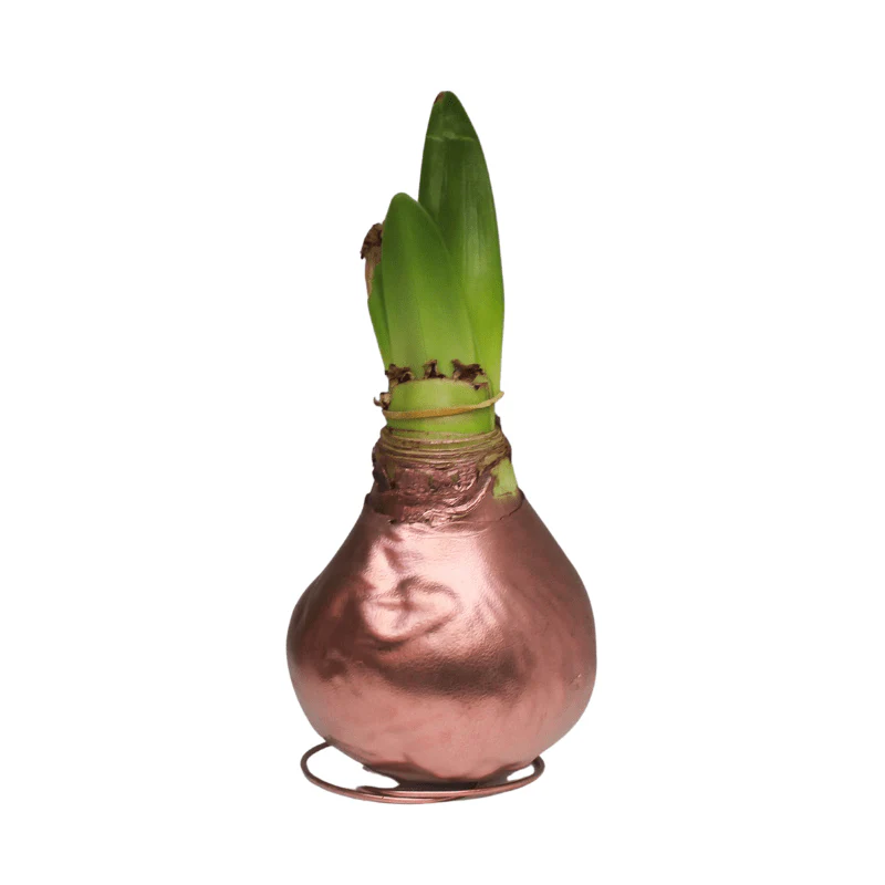 Amaryllis - Waxed Bulbs, Red Bloom - Image 5