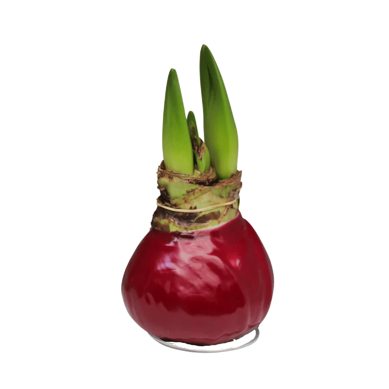 Amaryllis - Waxed Bulbs, Red Bloom - Image 6