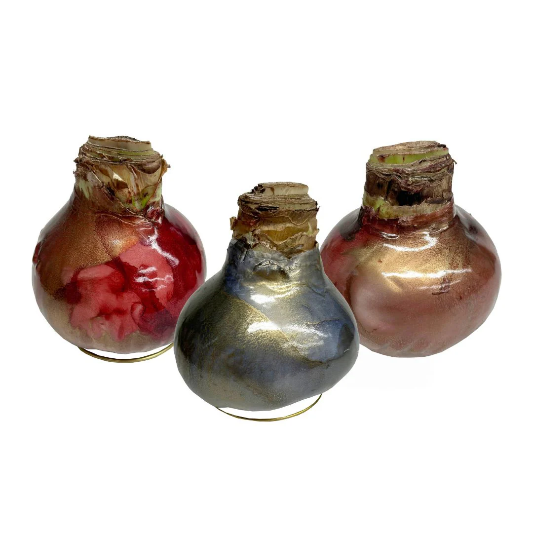 Waxed Amaryllis Galaxy Swirl - Red Bloom - Image 5