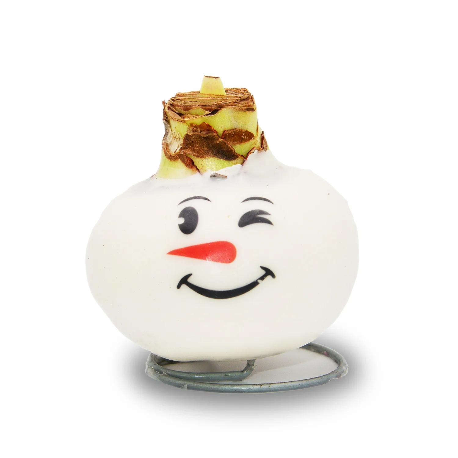 Waxed Amaryllis - Snowman Face - Red Bloom - Image 10