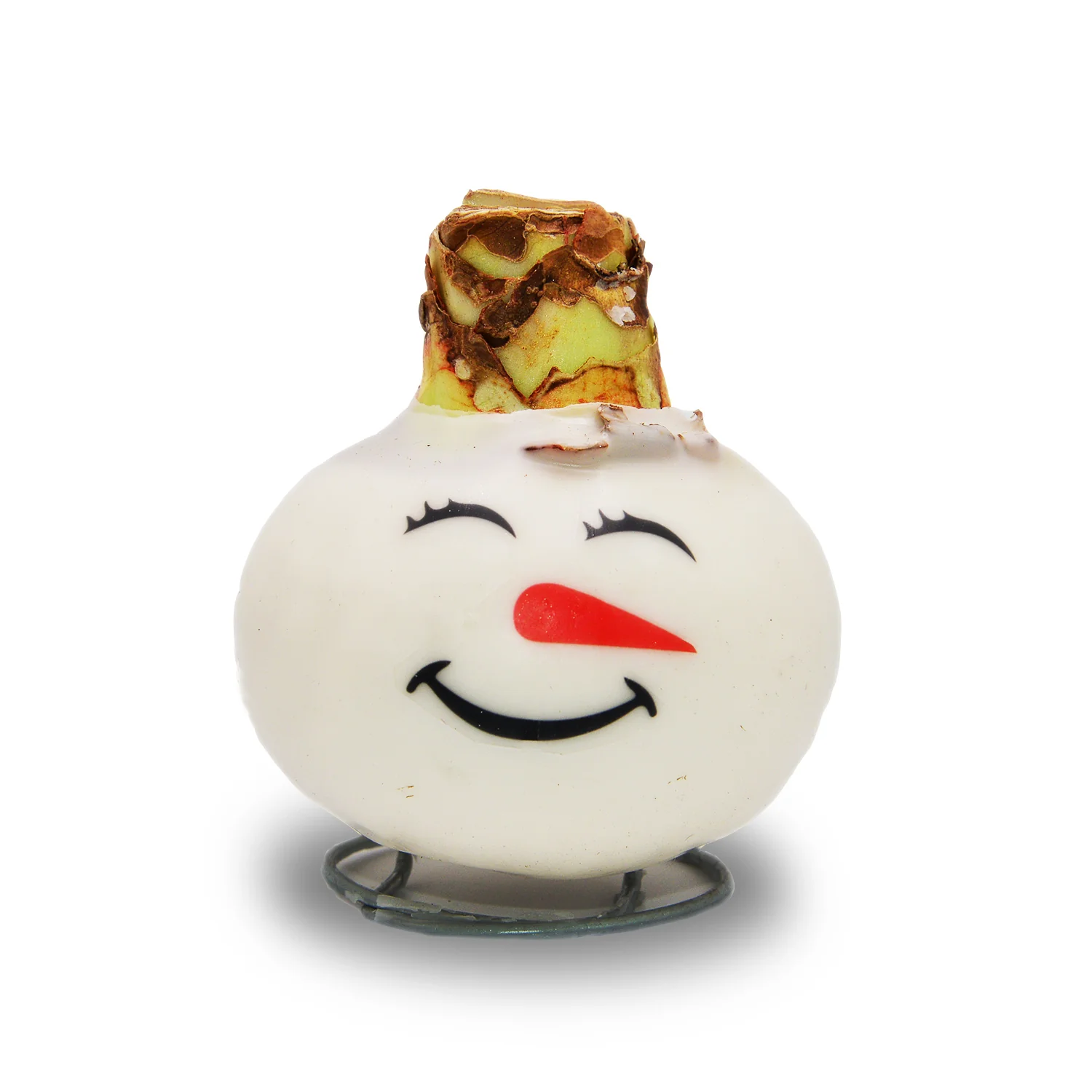 Waxed Amaryllis - Snowman Face - Red Bloom - Image 2